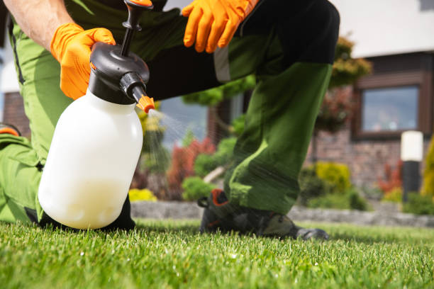 Best Termite Control Services  in Lakewood, CA