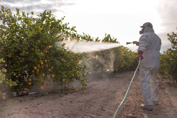 Best Pest Removal Services  in Lakewood, CA
