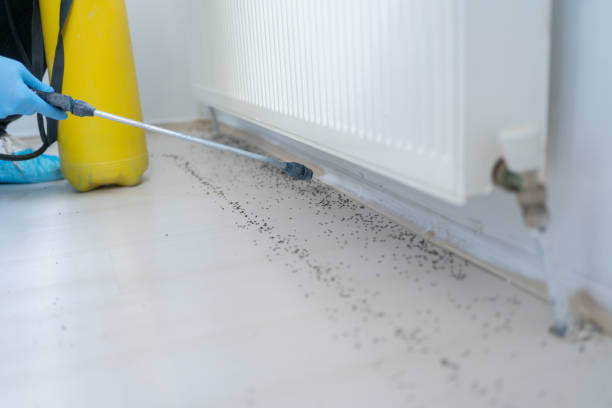 Best Ant Control Services  in Lakewood, CA